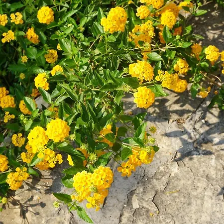 Il Giardino Di Agata *