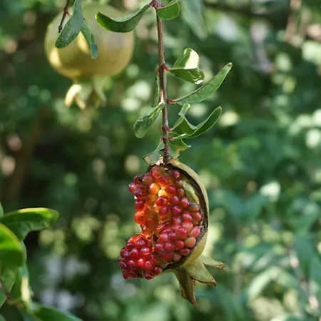 Penzion Il Giardino Di Agata