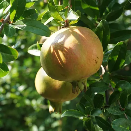 Il Giardino Di Agata Penzion *